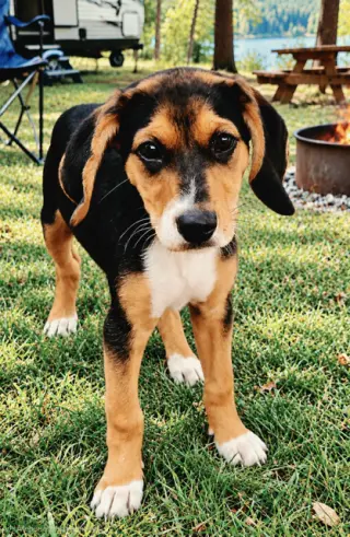 PUPPY WINNIE