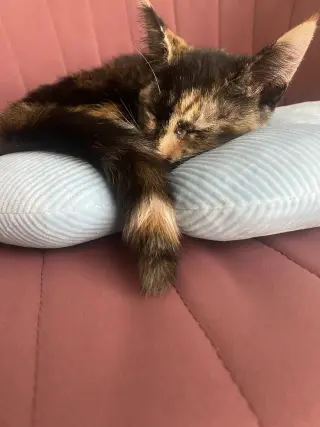 Coco