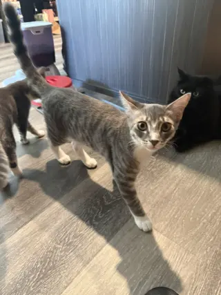 Dobby & Kreacher (Courtesy Post)