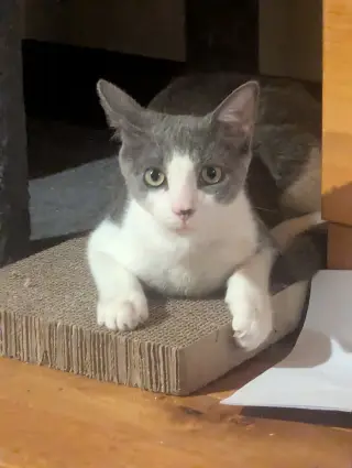 Stewart