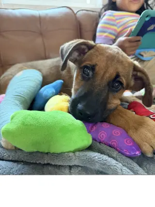 Gus