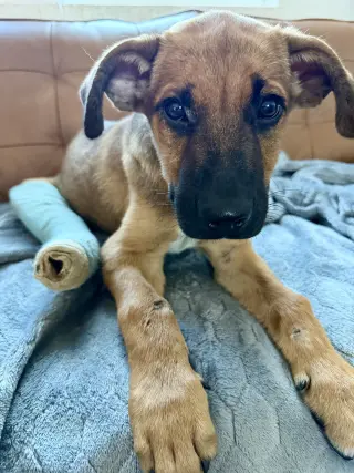 Gus
