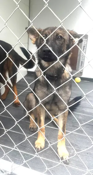Lilly (6mo, 30lbs)