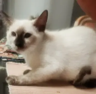 Bonnie