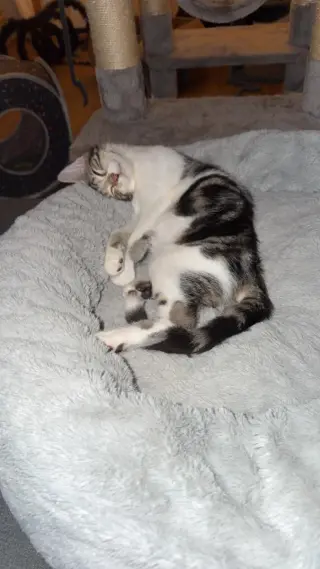 Greyson, Willow Grove Area, (FCID 8/18/2026-127)