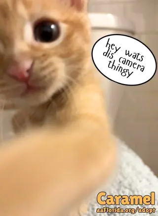 Caramel