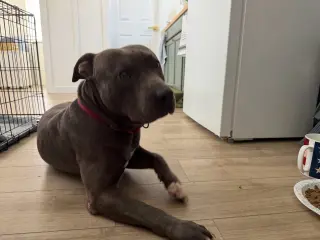Lou