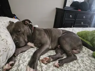 Lou