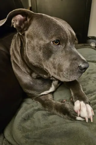 Lou