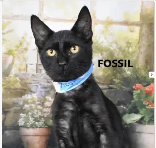 Fossil