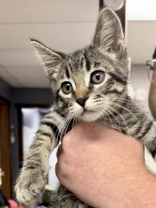 CAT - Vinny
