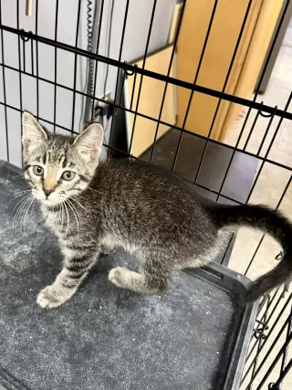 CAT - Vinny