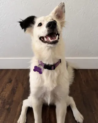 Dolly