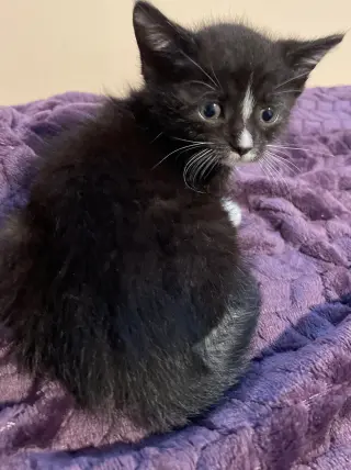 Vera