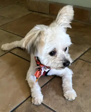 Ricky