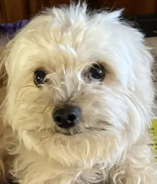 Ricky