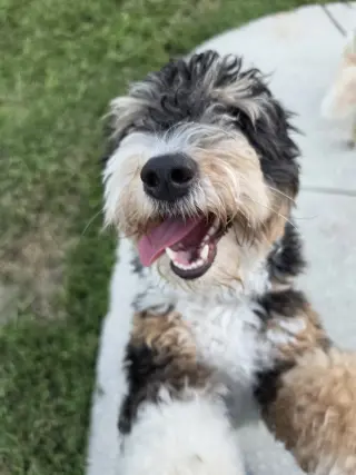 Bear