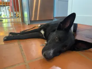 Moby