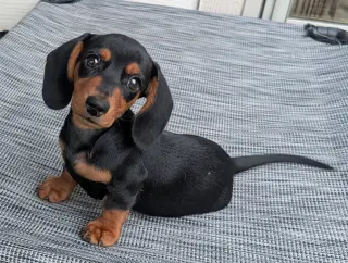Ryder