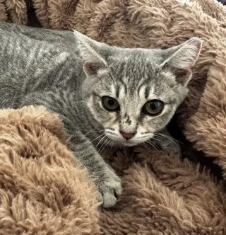 Louisianna (bonded w/ Thelmabelle)