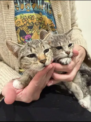 Louisianna (bonded w/ Thelmabelle)