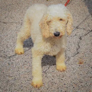 Harlow