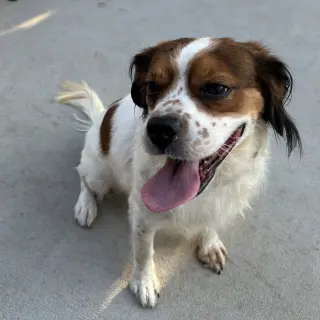 Wilbur