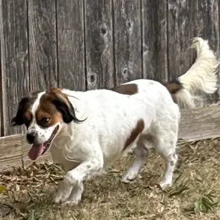 Wilbur