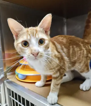 Pecan (bonded w/ Pie)
