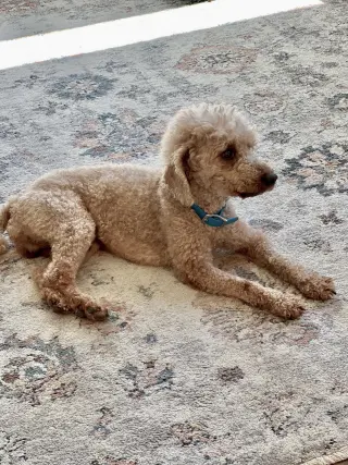 Rico