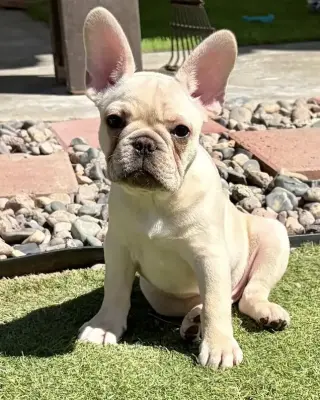 Sterling