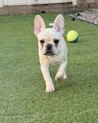 Sterling