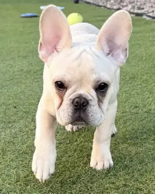 Sterling