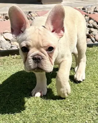 Sterling