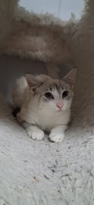 Ana
