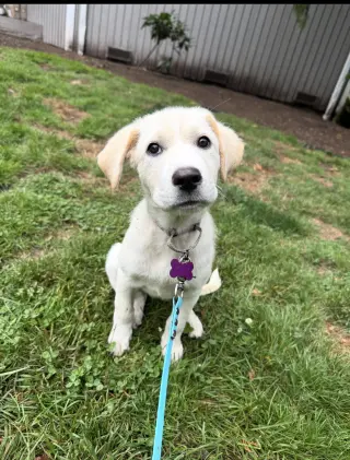Lilly