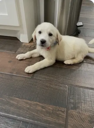 Lilly