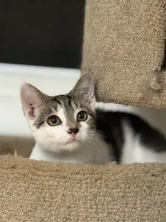 Merlin