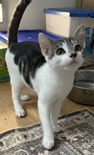 Merlin