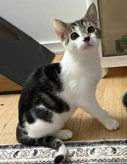 Merlin
