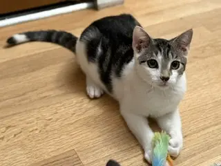 Merlin