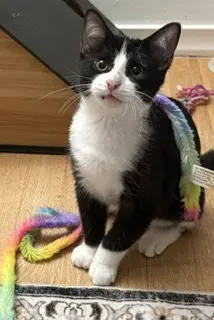 Roo