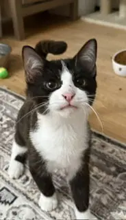Roo