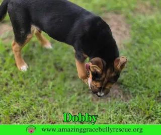 Dobby