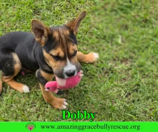 Dobby