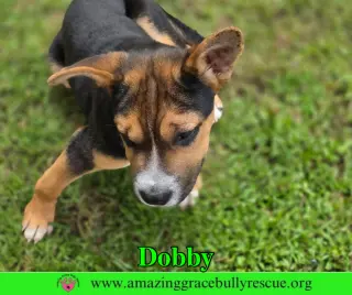 Dobby