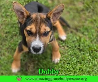 Dobby