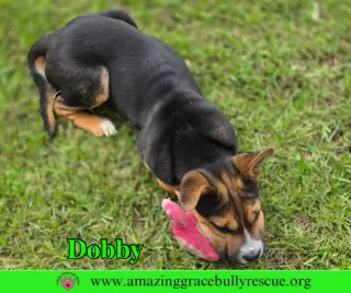Dobby