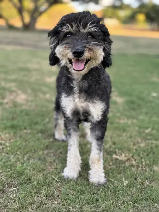 Emmie