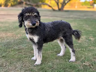 Emmie